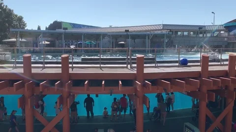 People watching the last generation of killer whales to ever live in Vídeos de archivo 112912441