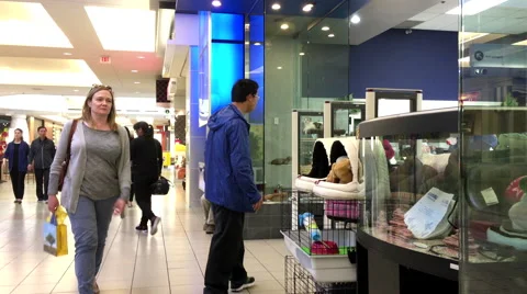 People watching small kitten playing at pet store Stock Footage 64331743