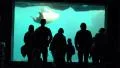 People watching Walrus underwater in natural compound HD Footage