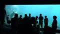 People watching Walrus underwater in natural arctic compound HD Footage