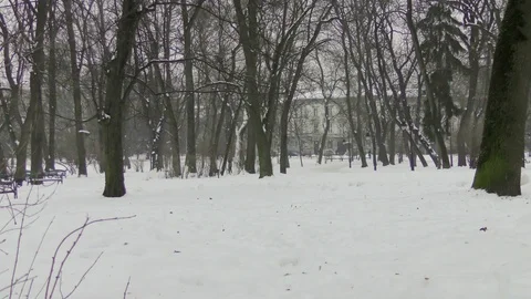 People in winter park Stock Footage 118460601