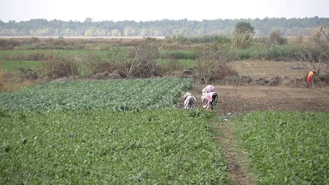 People Work In The Field Stock Footage 99000937