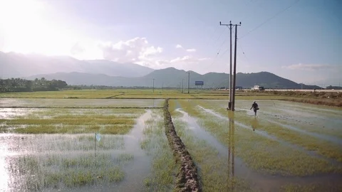 People work at rice fields, Vietnam. HD 1080p Stock Footage 70790310