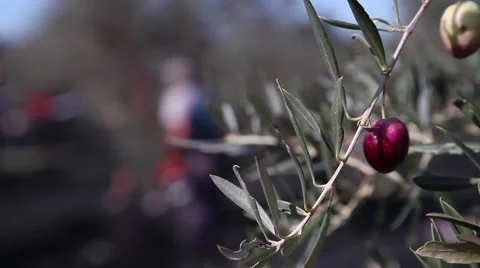People working in an olive grove Stock Footage 57300474
