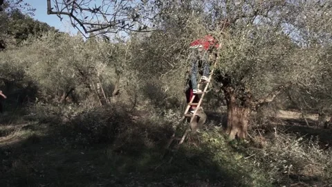People working in an olive grove pruning on a staircase Video stock 158328264
