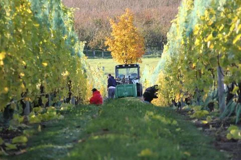 People working on picking grapes in a vineyard Stockfoto's