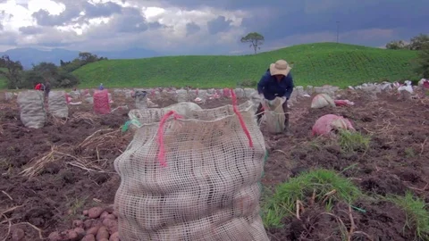 People working on a potato field Vídeos de archivo 75167424
