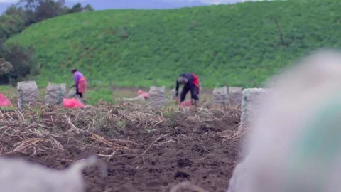 People working on a potato field 動画素材 75167433