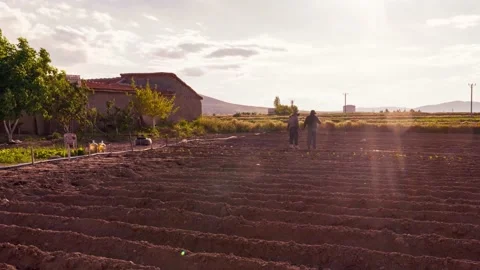 People working to set up drip irrigation system Stock Footage 132014718