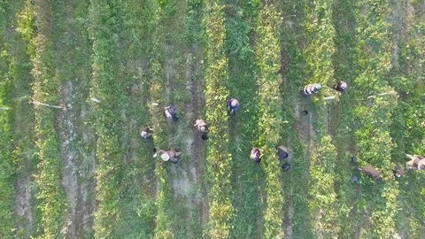 People working in vineyard captured by drone, Georgia Video stock 126435775