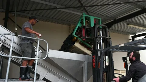 People working at vineyard with raw grapes Vídeo Stock 167798677