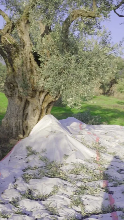 Peoples Preparing Sheets Under Ancient Trees IZMIR, TURKEY DECEMBER 22, 2022. Stock Footage 328057858