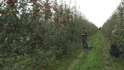 Peoples tears off a red apple from an apple tree Video stock 83639448