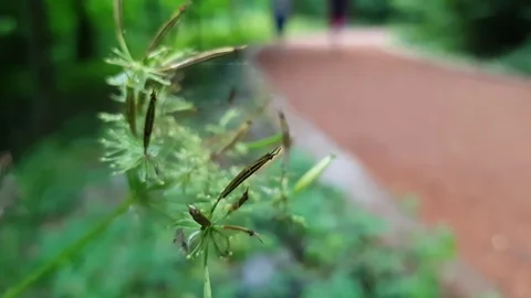 Peoples Walking In The Jungle Stock Footage 83747270