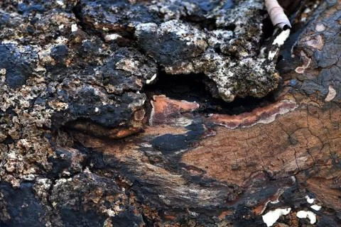 Pepagan is also called bark, which is the outermost layer of stems Stock Photos