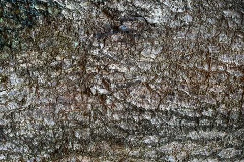 Pepagan is also called bark, which is the outermost layer of stems Stock Photos