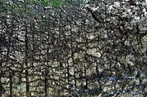 Pepagan is also called bark, which is the outermost layer of stems Stock Photos