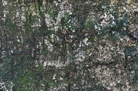 Pepagan is also called bark, which is the outermost layer of stems Stock Photos
