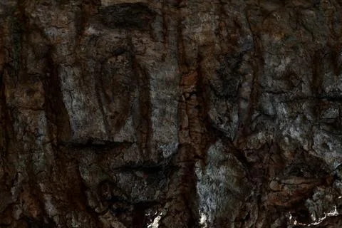 Pepagan is also called bark, which is the outermost layer of stems Stock Photos