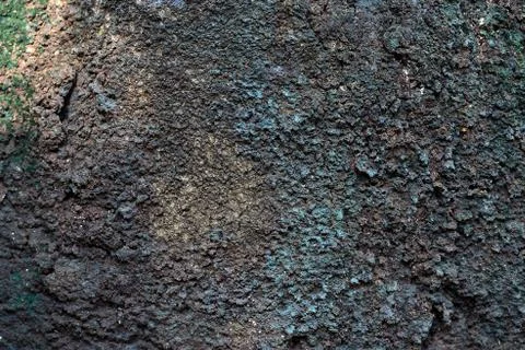Pepagan is also called bark, which is the outermost layer of stems Stock Photos