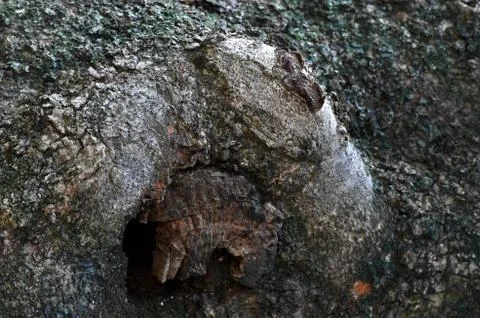 Pepagan is also called bark, which is the outermost layer of stems Stock Photos