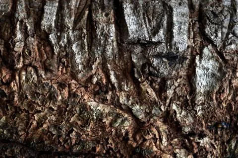 Pepagan is also called bark, which is the outermost layer of stems Stock Photos
