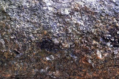 Pepagan is also called bark, which is the outermost layer of stems Stock Photos