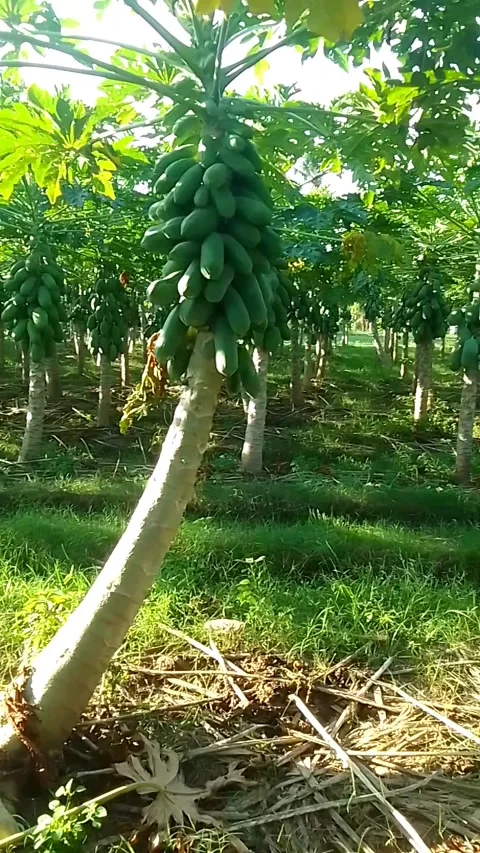 Pepaya Indonesia Stock Footage 243498219