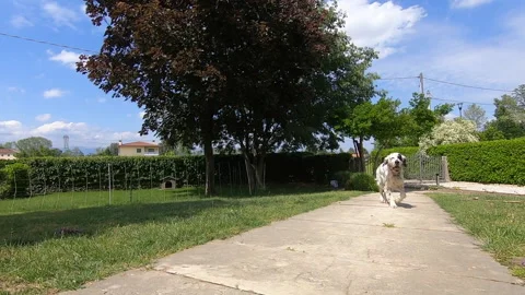 Pepe slowmo 스톡 동영상 130959897