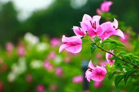 Peper flower Stock Photos