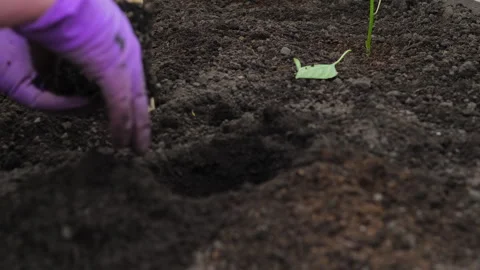 Peper seedling in greenhouse Stock Footage 310818088