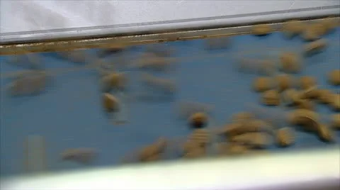 Pepernoot cookie factory Stock Footage 21329659
