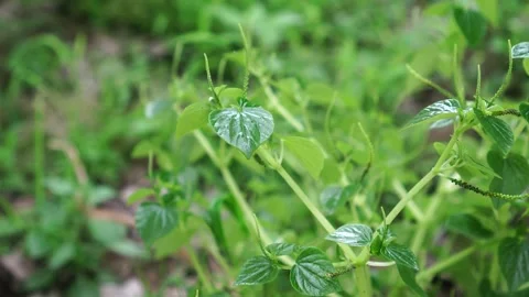 Peperomia pellucida in the garden Stock Footage 262302139