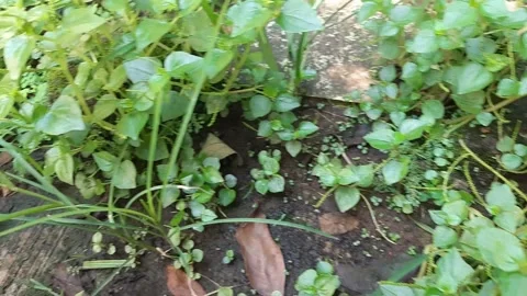 Peperomia pellucida or pepper elder plant Stock Footage 296849211