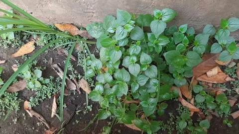 Peperomia pellucida or pepper elder plant Stock Footage 296849229