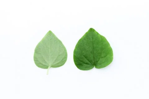Peperomia pellucida Stock Photos