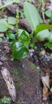 Peperomia pellucida Stock Photos