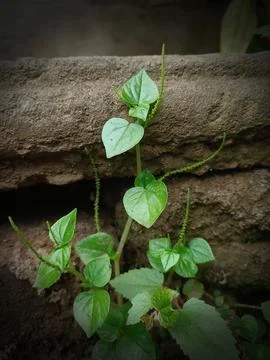 Peperomia pellucida Stock Photos