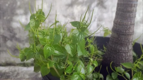 Peperomia pellucida on The Pot Stock Footage 298103063