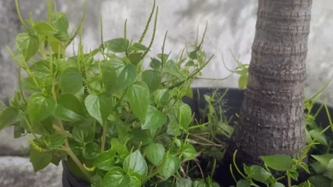 Peperomia pellucida on The Pot Stock Footage 298103065