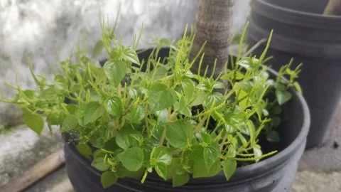 Peperomia pellucida on The Pot Stock Footage 298103068