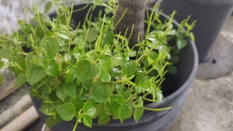 Peperomia pellucida on The Pot Stock Footage 298103077
