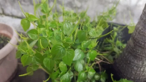Peperomia pellucida on The Pot Stock Footage 298103080