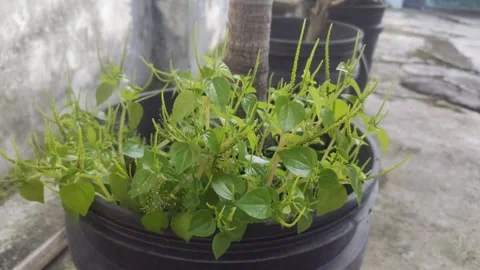 Peperomia pellucida on The Pot Stock Footage 298107541