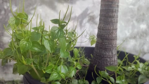 Peperomia pellucida on The Pot Stock Footage 298107581