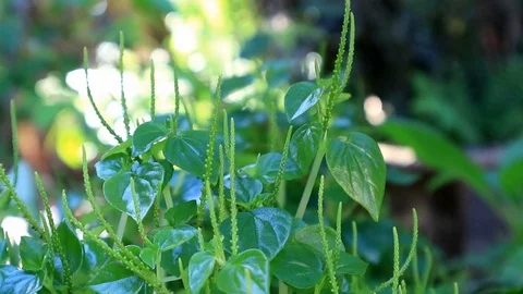 Peperomia pellucida vegetable tree in the sunlight and windy Stock-Footage 103932324