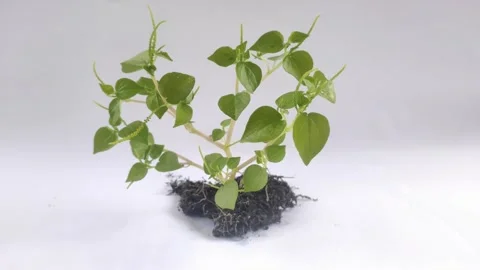 Peperomia pellucida on The White Background Stock Footage 298100598