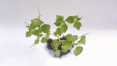 Peperomia pellucida on The White Background Stock Footage 298100599