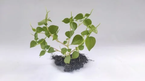 Peperomia pellucida on The White Background Stock Footage 298107403