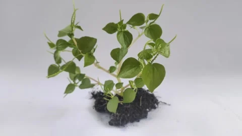 Peperomia pellucida on The White Background Stock Footage 298107404